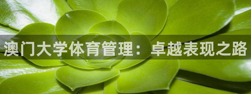 必一体育官网网址