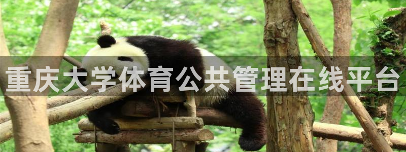 必一运动体育官网