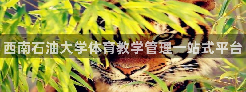 必一体育下载app下